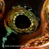 Giant Clam